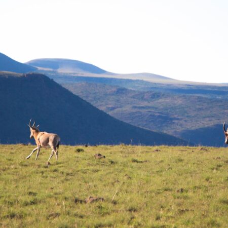 King Slayer Charters
