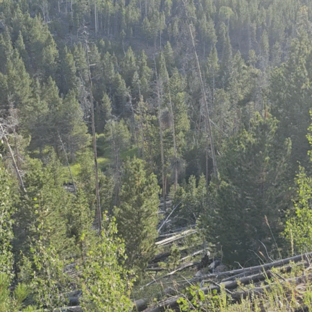 Caprock Sandhill Crane