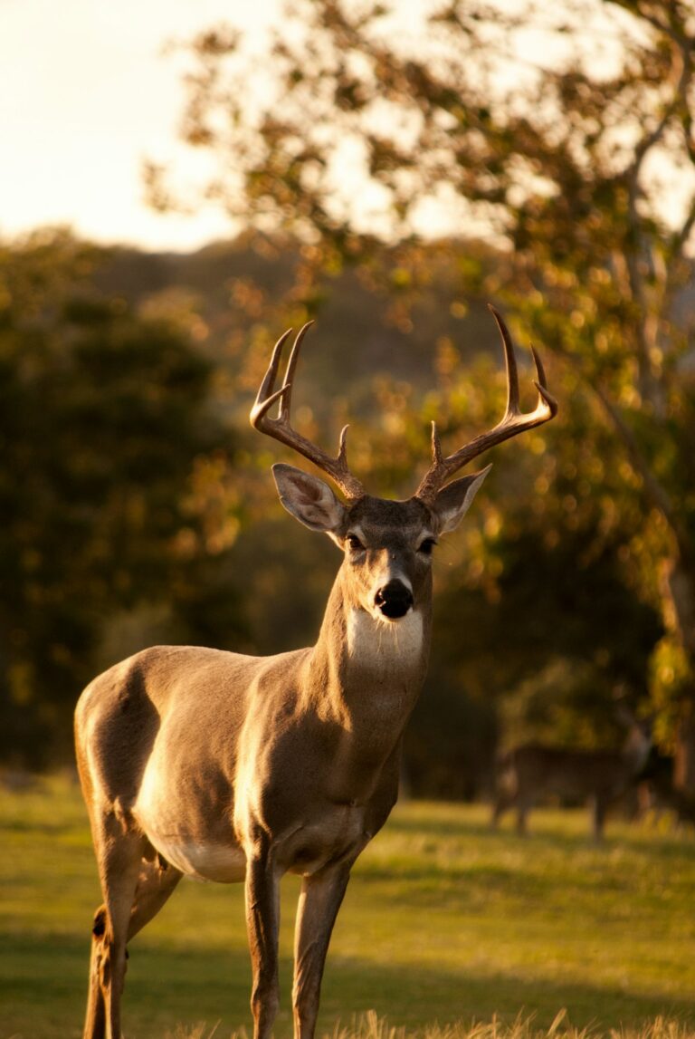 Pro Trophy Taxidermy Service