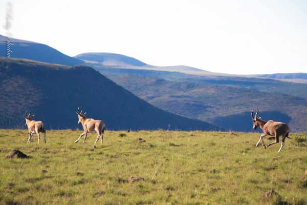 13528173_10153703347576299_7567800823123547970_o