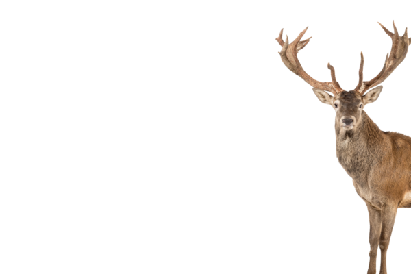 BG003.png